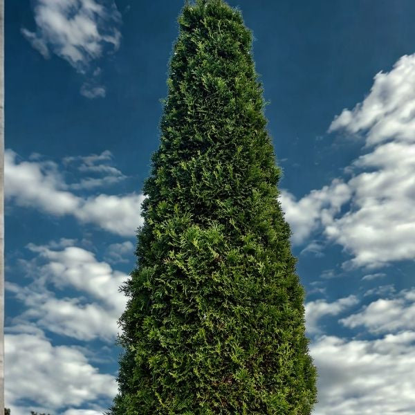 Columnar Norway Spruce Tree