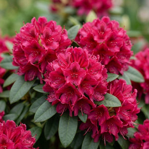 Nova Zembla Rhododendron displaying dense clusters of deep red blooms with dark stamens among glossy green leaves.