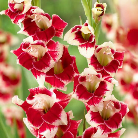 Novelty Butterfly Belinda Gladiolus - Nature Hills Nursery - 12 Pack Bulbs - 