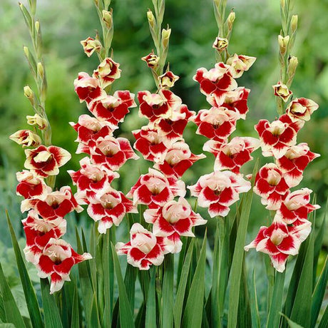 Novelty Butterfly Belinda Gladiolus - Nature Hills Nursery - 12 Pack Bulbs - 
