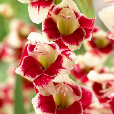 Novelty Butterfly Belinda Gladiolus - Nature Hills Nursery - 12 Pack Bulbs - 