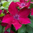 Nubia™ Clematis - Nature Hills Nursery - #1 Container - 
