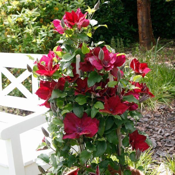 Nubia™ Clematis - Nature Hills Nursery - #1 Container - 