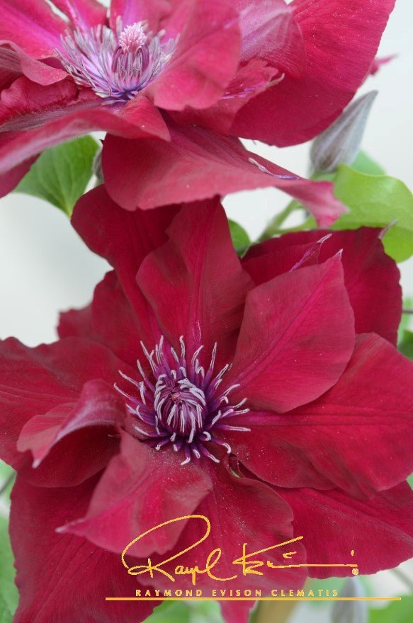 Nubia™ Clematis | Buy at NatureHills.com