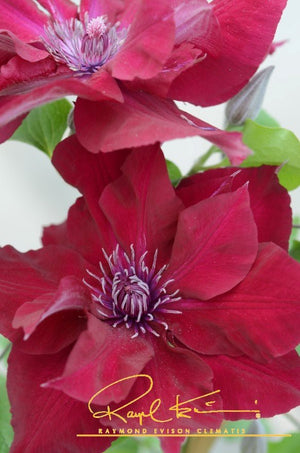Nubia™ Clematis