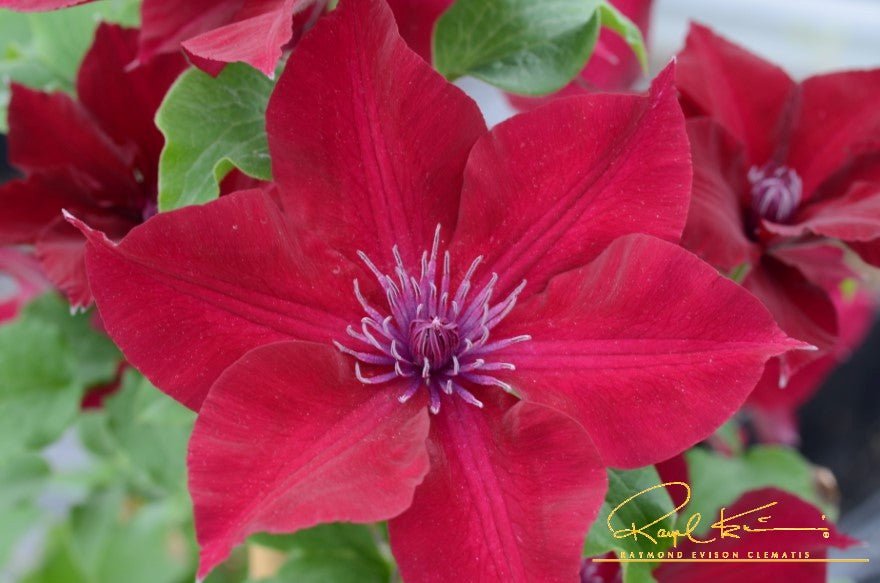 Nubia™ Clematis | Buy at NatureHills.com