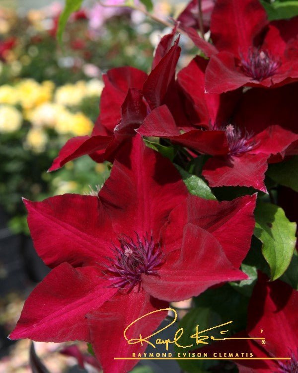 Nubia™ Clematis | Buy at NatureHills.com