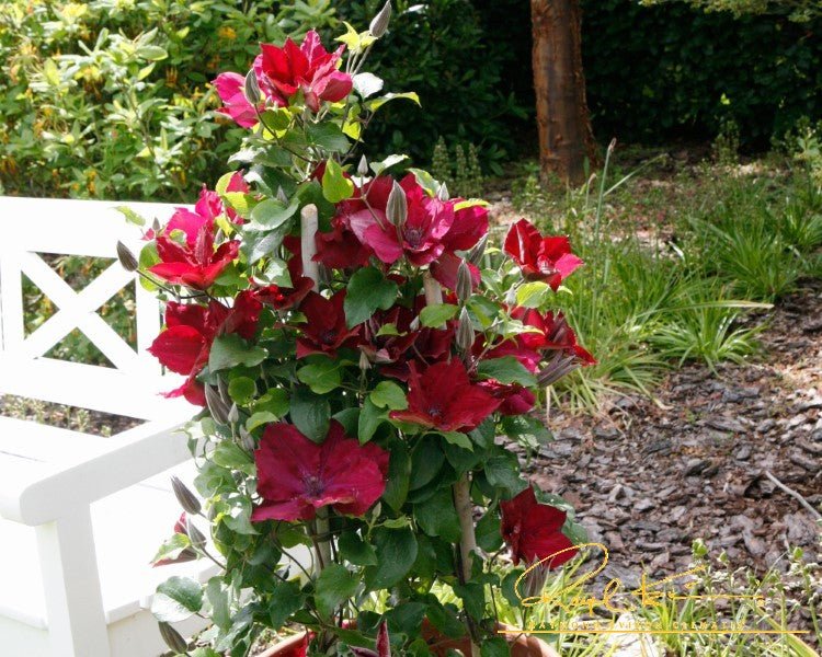 Clematis Boulevard Nubia - Sumptuous Red Clematis
