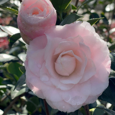Nuccio's Pearl Camellia - Nature Hills Nursery - #5 Container - 