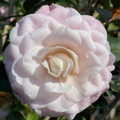 Nuccio's Pearl Camellia - Nature Hills Nursery - #5 Container - 