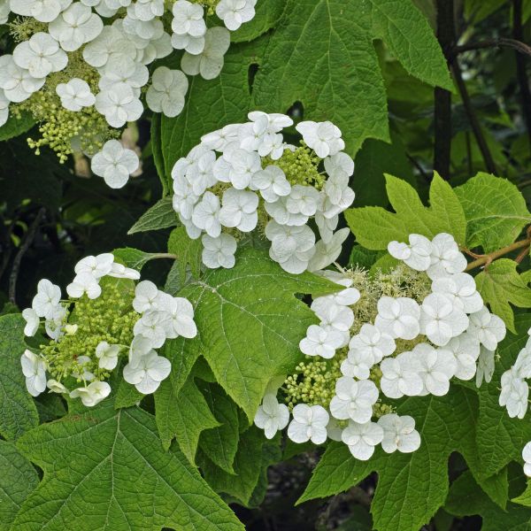 Oakleaf Hydrangea