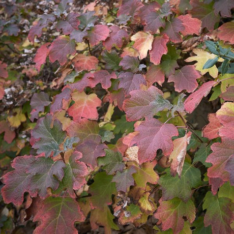 Oakleaf Hydrangea