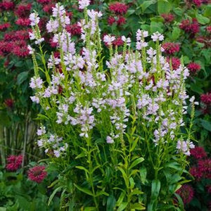 Close-up of pink physostegia flowers on Pink Manners Obedient Plant blooming in late summer to early fall.