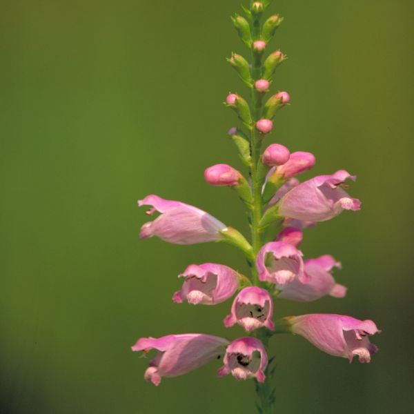 Pink Manners Obedient Plant (Physostegia virginiana 'Pink Manners'), a perennial featuring pink flowers and perennial.