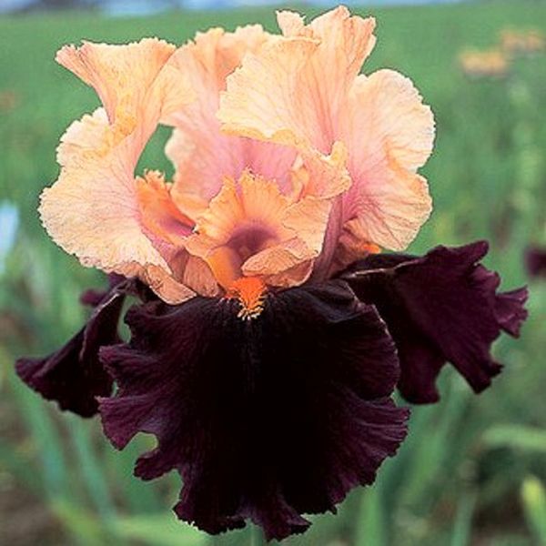 Ocelot Tall Bearded Iris - Nature Hills Nursery - Bare Root Iris - 