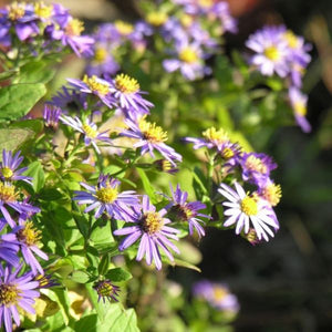 October Skies Aster - Nature Hills Nursery - #1 Container - 