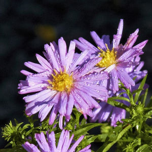 October Skies Aster - Nature Hills Nursery - #1 Container - 