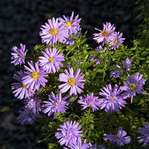 October Skies Aster - Nature Hills Nursery - #1 Container - 