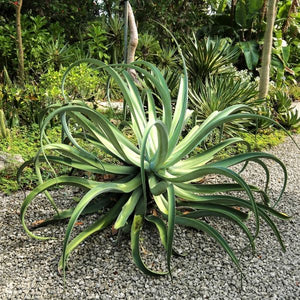 Octopus Agave - Nature Hills Nursery - #1 Container - 