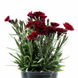 Odessa&reg; Red Dianthus - Nature Hills Nursery - 2.5 Quart Container 2 Pack - 