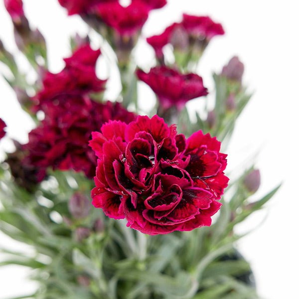 Odessa&reg; Red Dianthus - Nature Hills Nursery - 2.5 Quart Container 2 Pack - 