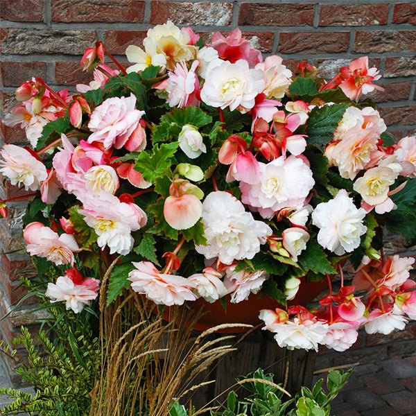 Odorata Red and White Begonia - Nature Hills Nursery - Single Pack - 