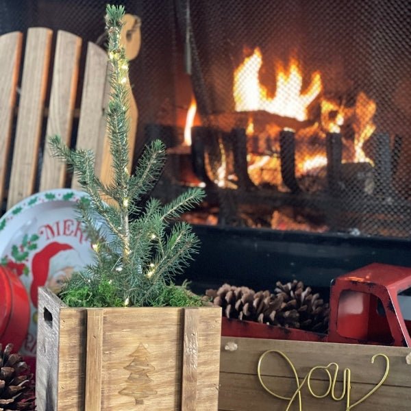 Oh, Christmas Tree Norway Spruce - Nature Hills Nursery - #1 Container - 