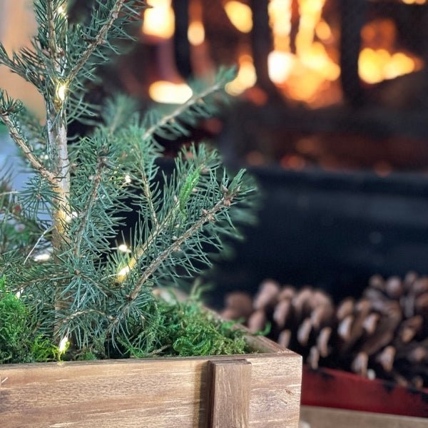 Oh, Christmas Tree Norway Spruce - Nature Hills Nursery - #1 Container - 