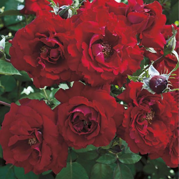 Oh My!&trade; Floribunda Rose - Nature Hills Nursery - #3 Container - 