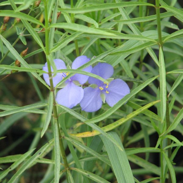 Ohio Spiderwort Blooms in Foliage