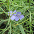 Ohio Spiderwort Blooms in Foliage
