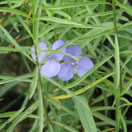 Ohio Spiderwort Blooms in Foliage