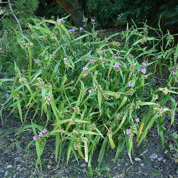 Ohio Spiderwort Full Plant