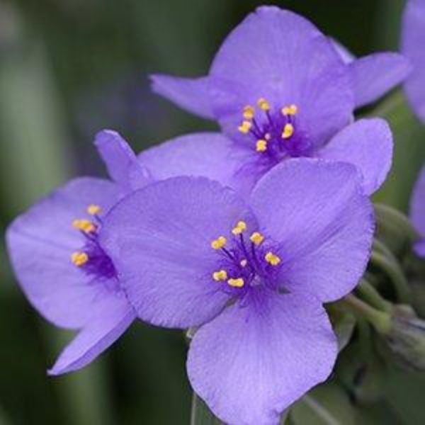 Ohio Spiderwort Close Up Blooms