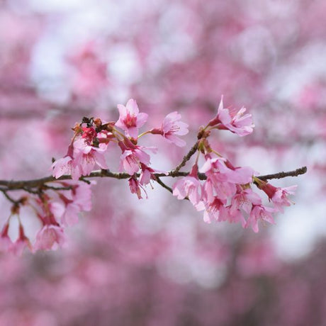 Okame Cherry Tree