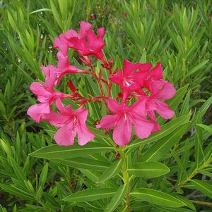 Oleander - Nature Hills Nursery - #5 Container - 