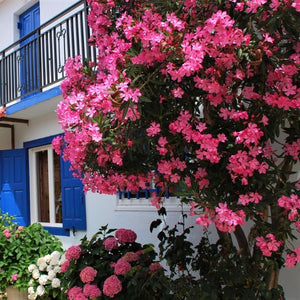 Oleander - Nature Hills Nursery - #5 Container - 