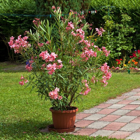 Oleander - Nature Hills Nursery - #5 Container - 