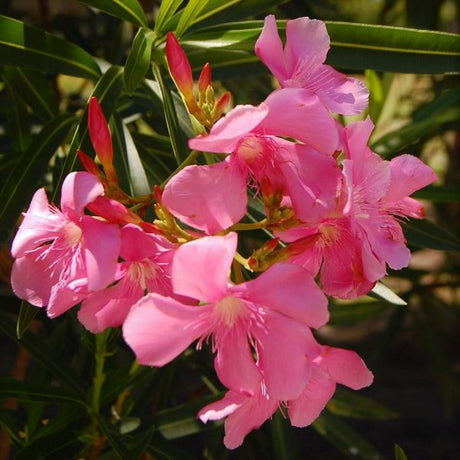 Oleander - Nature Hills Nursery - #5 Container - 