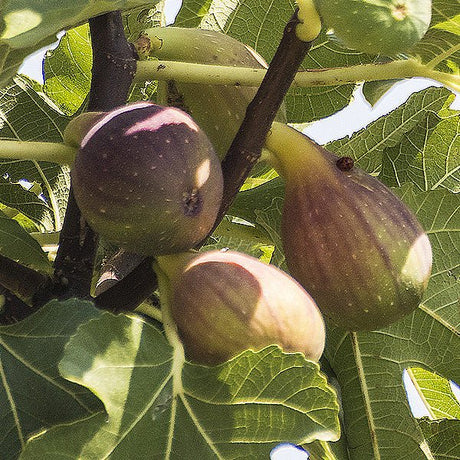 Olympian Fig Tree (Ficus carica 'Olympian'), a tree featuring deciduous and erect, multi-stemmed form.