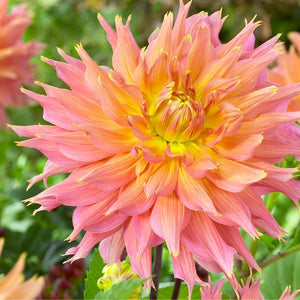 Omega Dahlia - Nature Hills Nursery - 5 Pack Bulbs - 