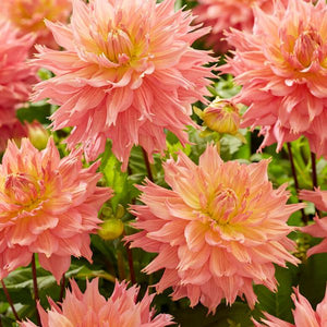 Omega Dahlia - Nature Hills Nursery - 5 Pack Bulbs - 
