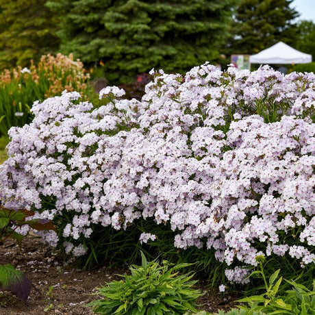 Opening Act Pink - a - Dot Hybrid Phlox - Perennial - Nature Hills Nursery - 1 Container - 