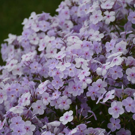 Opening Act Pink - a - Dot Hybrid Phlox - Perennial - Nature Hills Nursery - 1 Container - 
