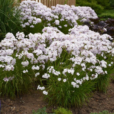 Opening Act Pink - a - Dot Hybrid Phlox - Perennial - Nature Hills Nursery - 1 Container - 