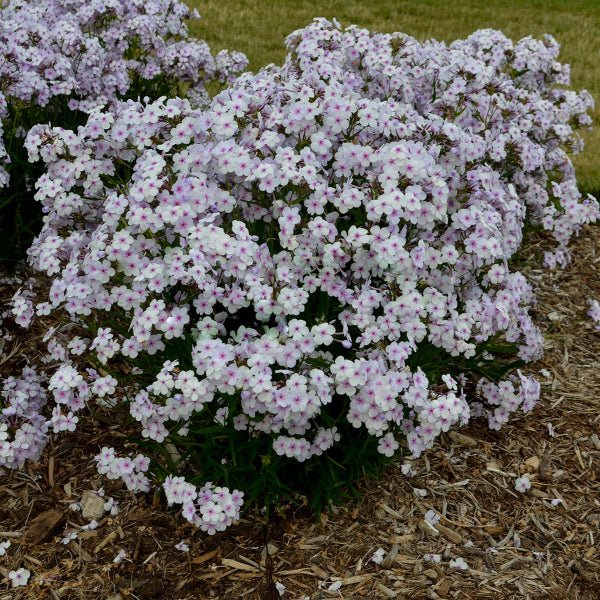 Opening Act Pink - a - Dot Hybrid Phlox - Perennial - Nature Hills Nursery - 1 Container - 