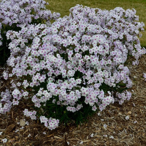 Opening Act Pink - a - Dot Hybrid Phlox - Perennial - Nature Hills Nursery - 1 Container - 