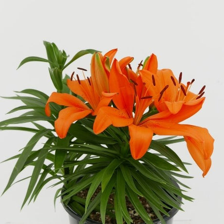 Orange Asiatic Lily - Nature Hills Nursery - Quart Container - 