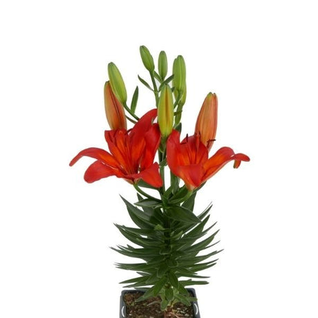 Orange Asiatic Lily - Nature Hills Nursery - Quart Container - 