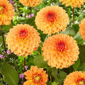Orange Impact Dahlia - Nature Hills Nursery - 5 Pack Bulbs - 